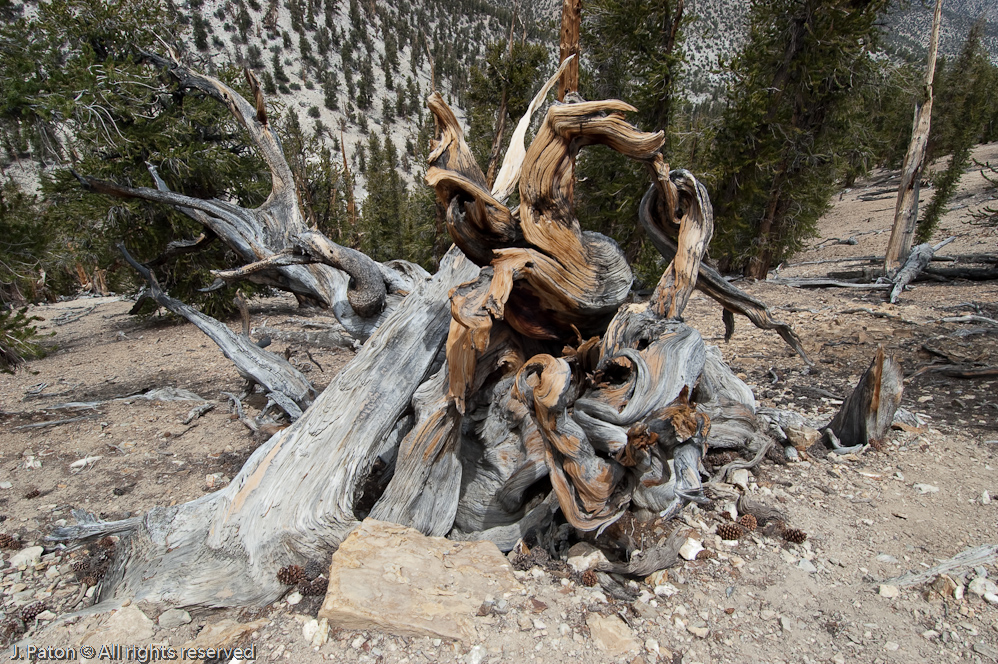 Methuselah Walk, Schulman Grove   White Mountains, Inyo National Forest, California