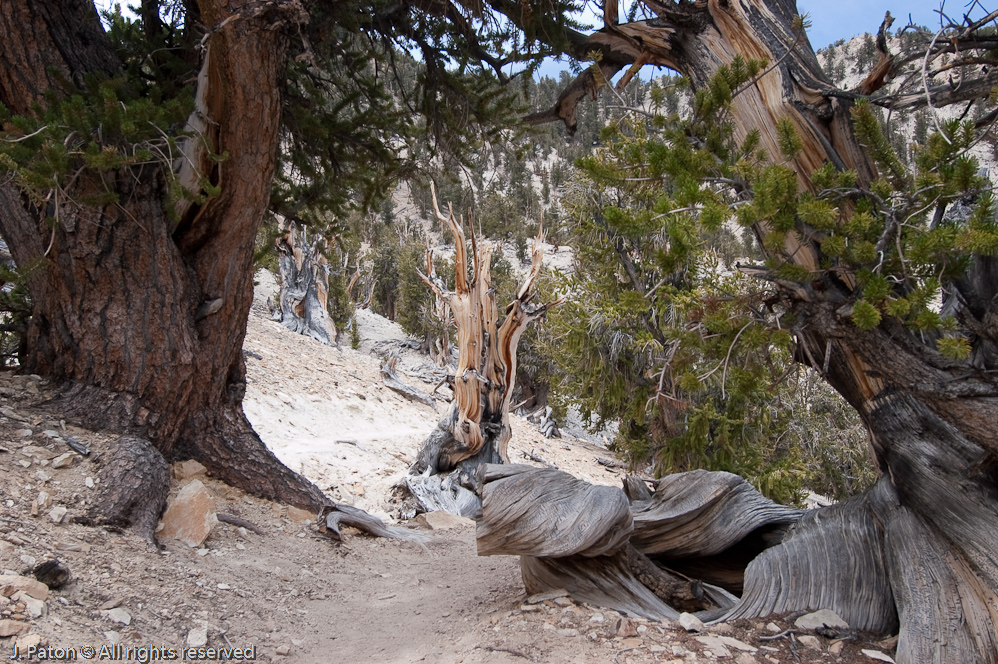 Methuselah Walk, Schulman Grove   White Mountains, Inyo National Forest, California