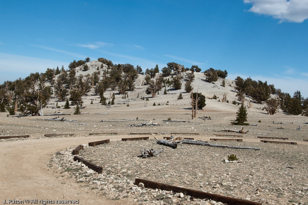 First Look at the Patriarch Grove of Bristlecone Pine   White Mountains, Inyo National Forest, California