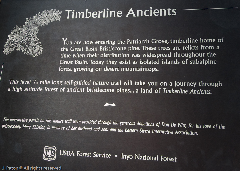 Patriarch Grove of Bristlecone Pine   White Mountains, Inyo National Forest, California