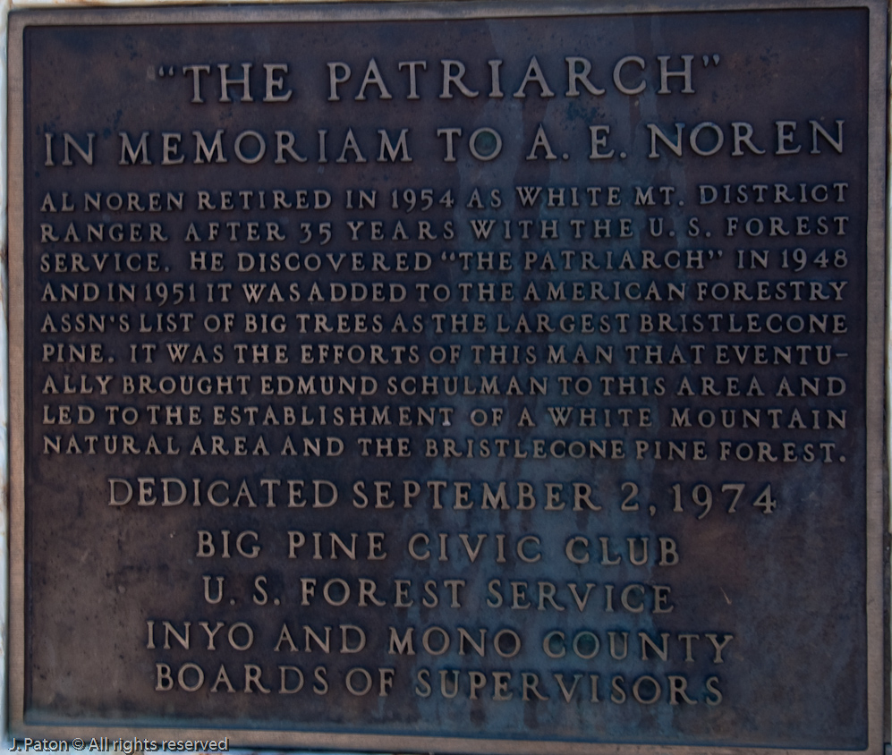Patriarch Grove of Bristlecone Pine   White Mountains, Inyo National Forest, California