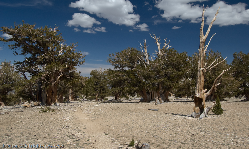 Patriarch Grove of Bristlecone Pine   White Mountains, Inyo National Forest, California