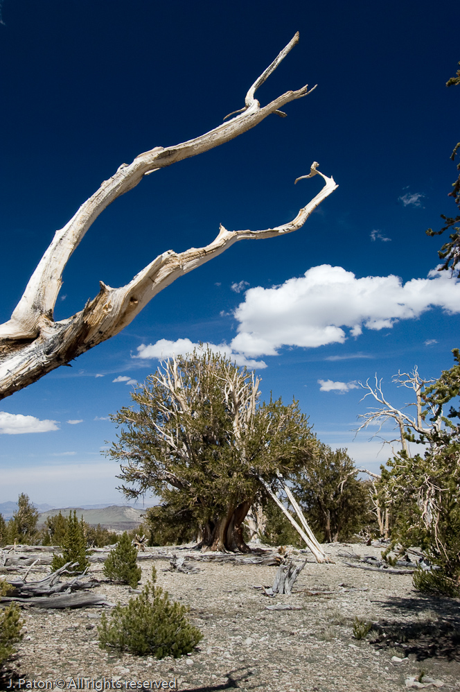 Patriarch Grove of Bristlecone Pine   White Mountains, Inyo National Forest, California