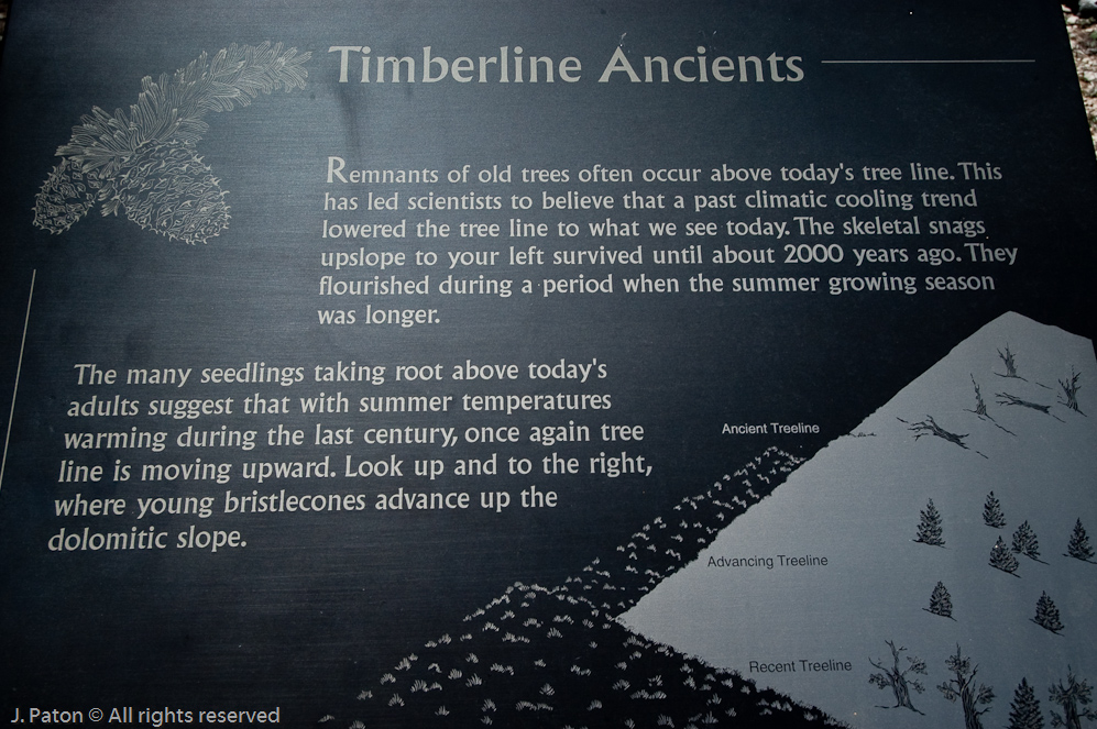 Global Warming Stuff   White Mountains, Inyo National Forest, California