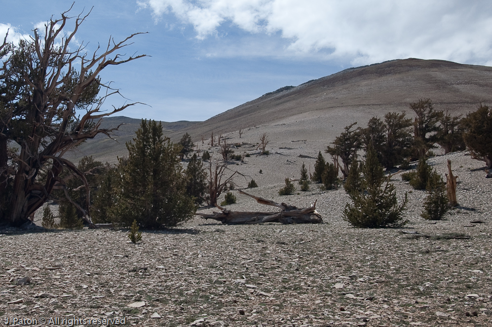 Many Seedlings   White Mountains, Inyo National Forest, California