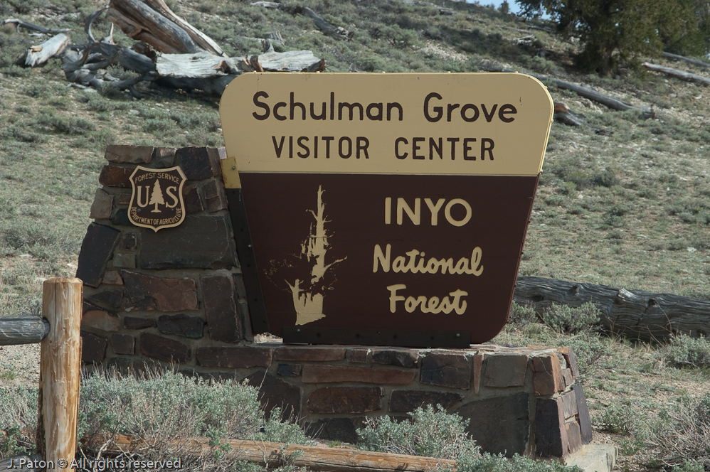 Patriarch Grove of Bristlecone Pine   White Mountains, Inyo National Forest, California