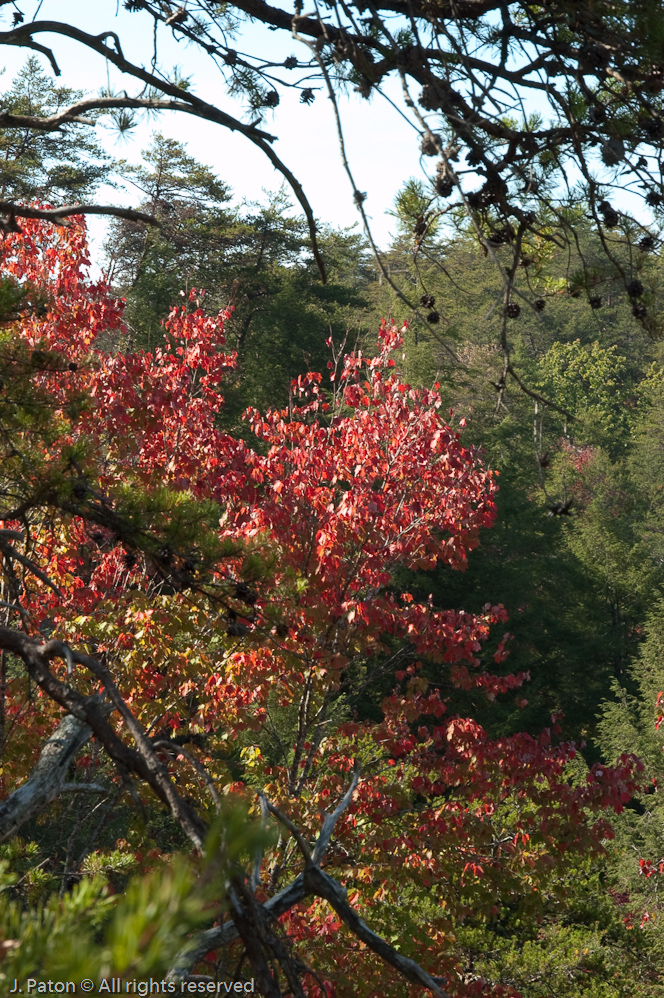 Fall Color  