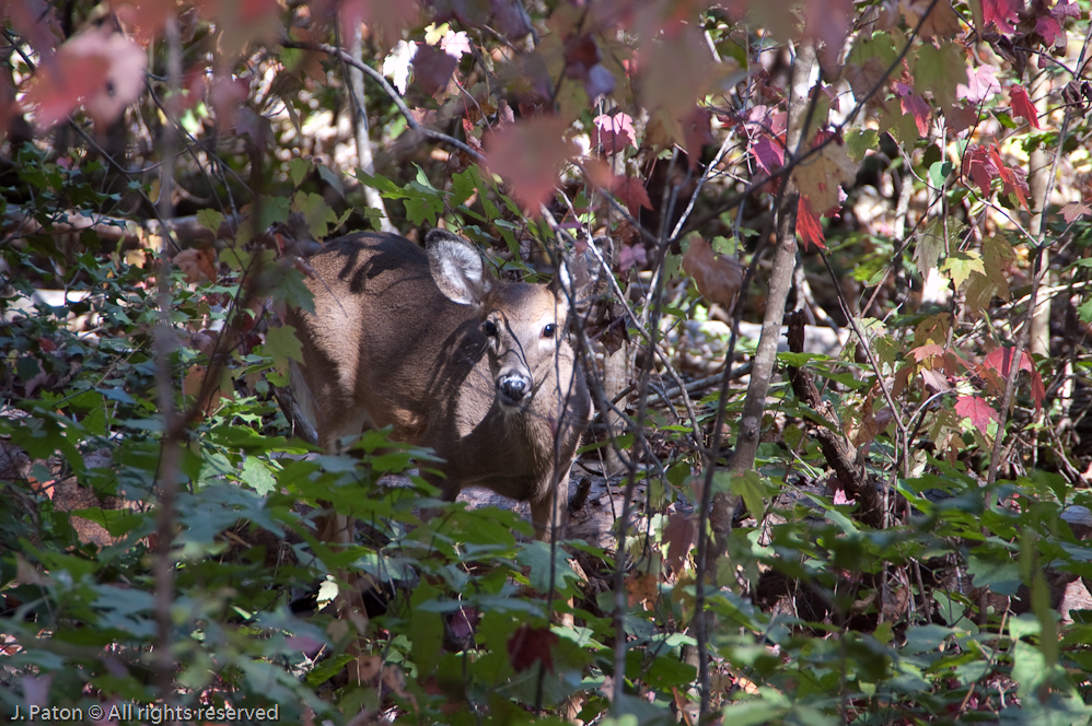 Wildlife  