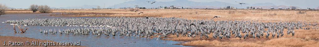 Sandhill Crane Panoramic   Whitewater Draw, Arizona