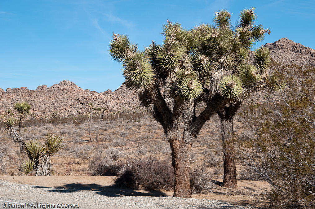 First Joshua Tree Picture!   Joshua Tree National Park, California