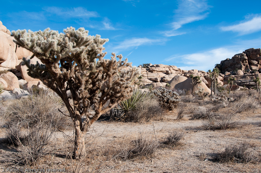 Trail Back from Barker Dam   Barker Dam Area, Joshua Tree National Park, California