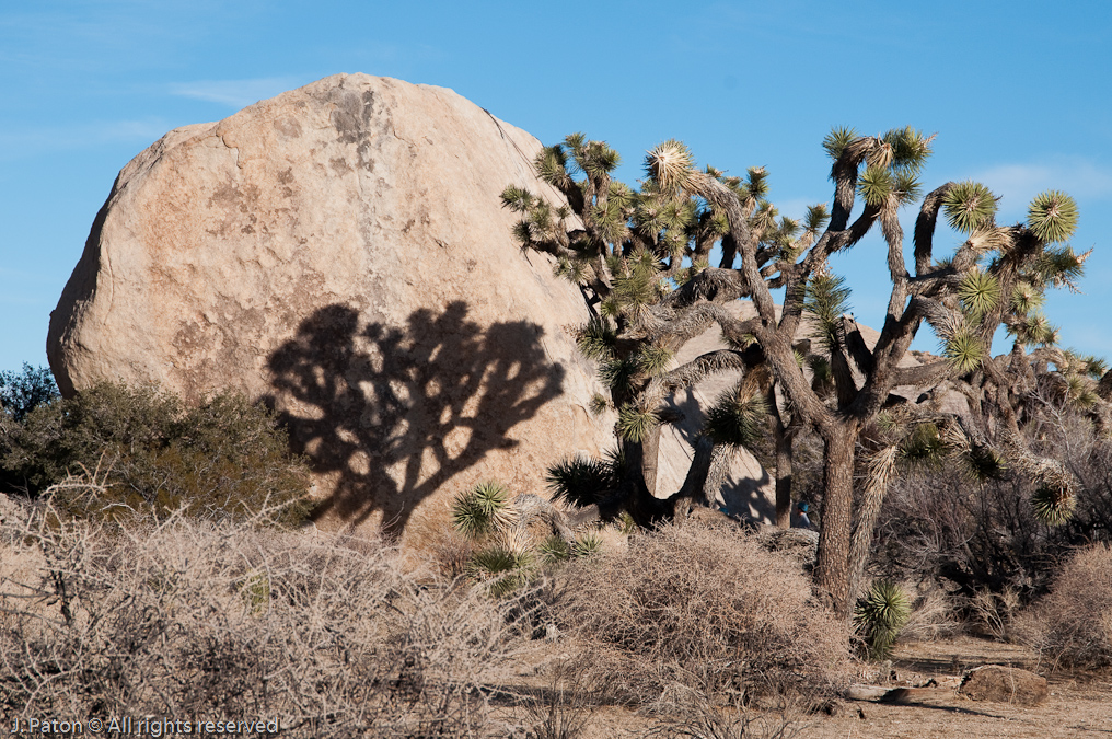 Trail Back from Barker Dam   Barker Dam Area, Joshua Tree National Park, California