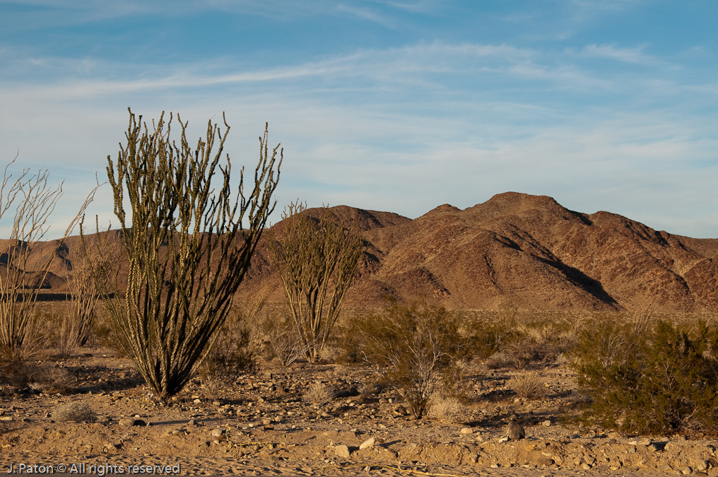 Ocotillo at Sunset   Ocotillo Patch, Joshua Tree National Park, California