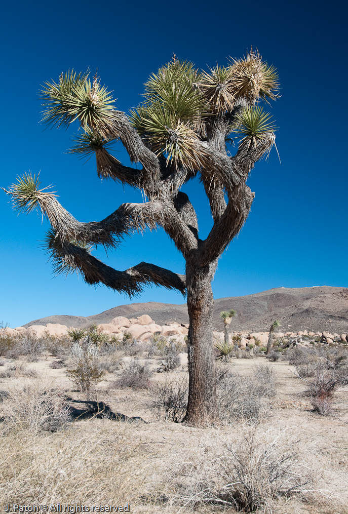 Yet Another Joshua Tree Shot   Arch Rock Trail, Joshua Tree National Park, California