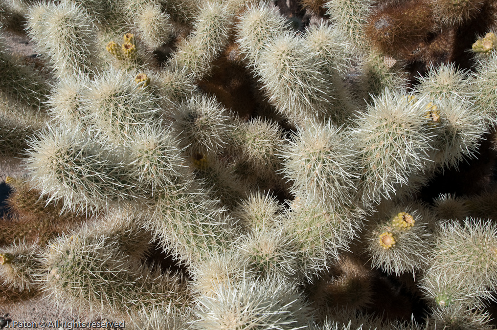 Cholla Closeup   Cholla Cactus Garden, Joshua Tree National Park,  California
