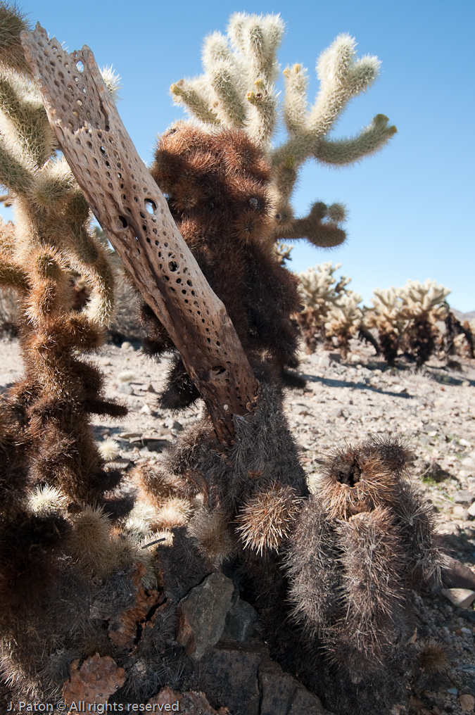 Dead Cholla Cactus Trunk   Cholla Cactus Garden, Joshua Tree National Park,  California