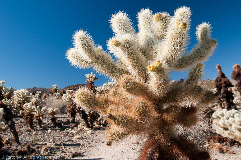 Cholla Cactus Everywhere   Cholla Cactus Garden, Joshua Tree National Park,  California