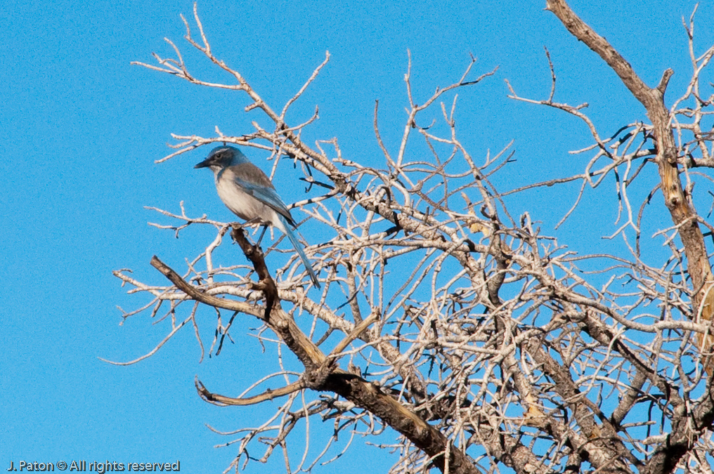 Western Scrub-jay   Hidden Valley Trail, Joshua Tree National Park, California