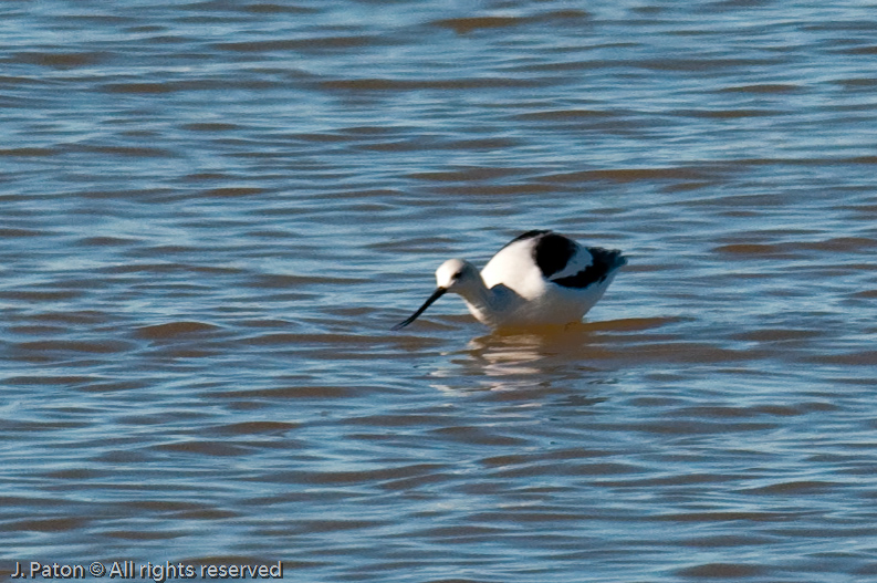 Shorebird   Rock Hill Trail, Sonny Bono Salton Sea National WIldlife Refuge, California