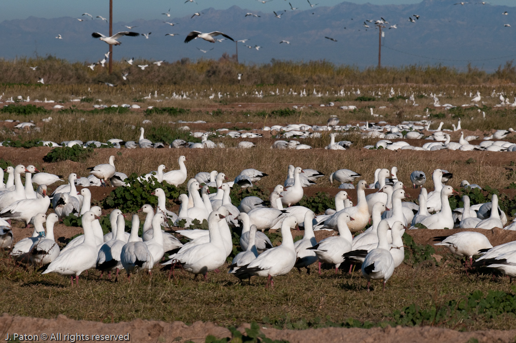 Geese Everywhere   Unit 1 Area, Sonny Bono Salton Sea National WIldlife Refuge, California