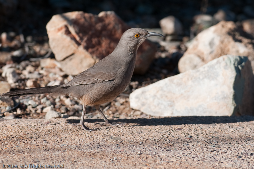 Bendire's Thrasher?   Arizona-Sonora Desert Museum, Tucson, Arizona