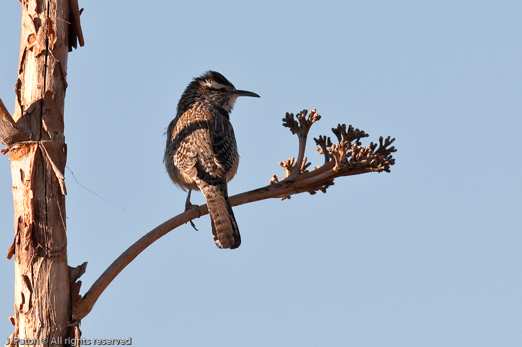 Cactus Wren?   Arizona-Sonora Desert Museum, Tucson, Arizona