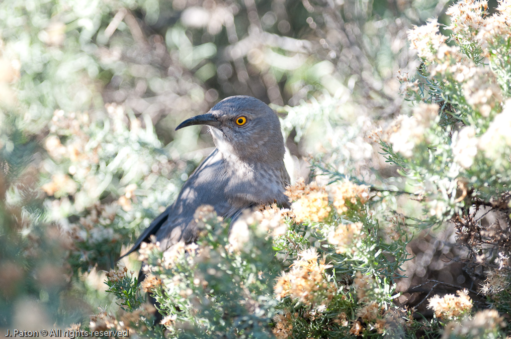    Arizona-Sonora Desert Museum, Tucson, Arizona