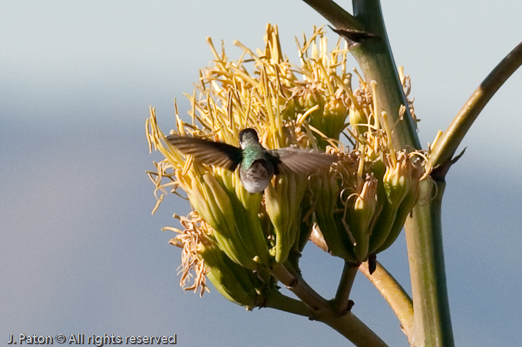 Costa's Hummingbird Feeding   Arizona-Sonora Desert Museum, Tucson, Arizona