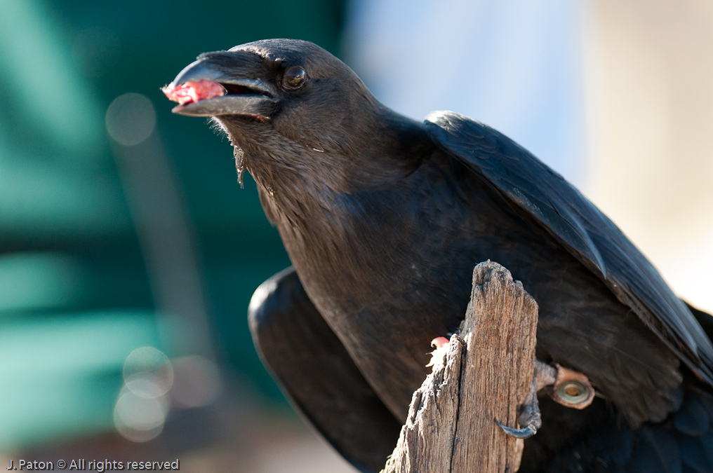 Chihuahuan Raven   Arizona-Sonora Desert Museum, Tucson, Arizona