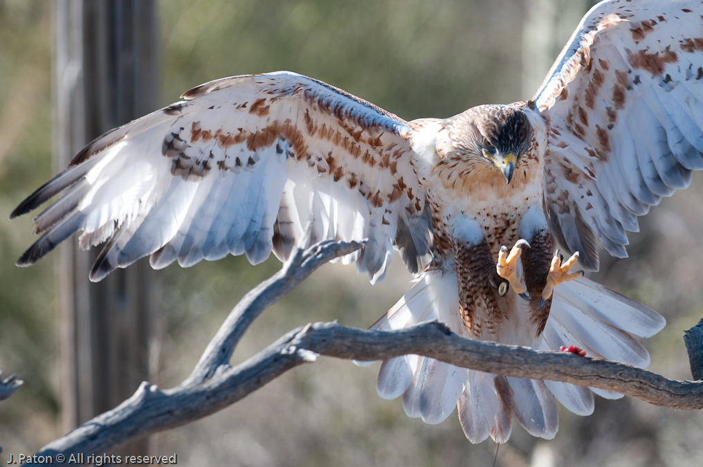 Hawk Grabbing Treat   Arizona-Sonora Desert Museum, Tucson, Arizona