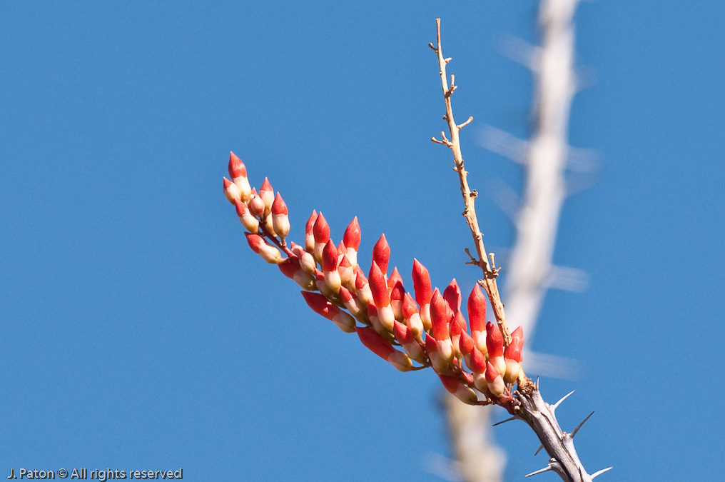 Ocotillo   Arizona-Sonora Desert Museum, Tucson, Arizona
