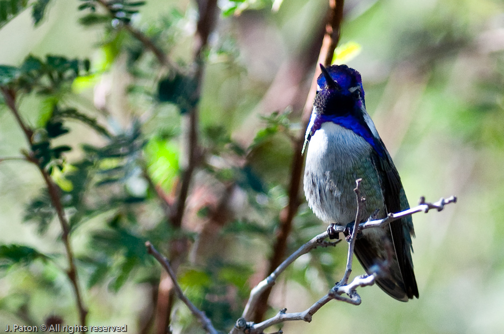 Costa's Hummingbird   Arizona-Sonora Desert Museum, Tucson, Arizona