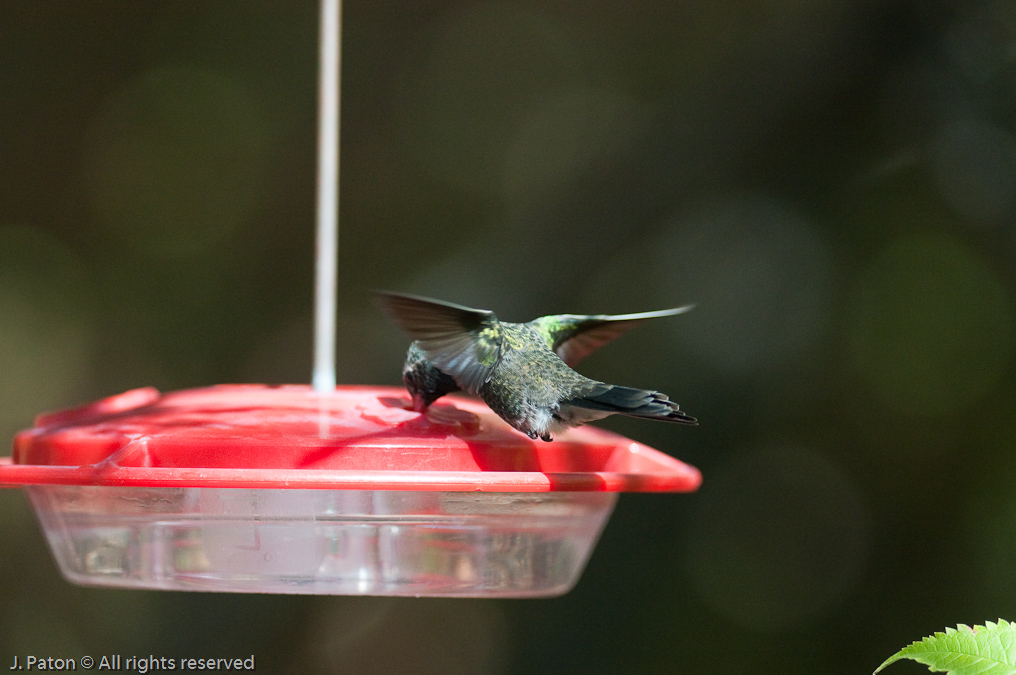 Hummingbird Exhibit   Arizona-Sonora Desert Museum, Tucson, Arizona