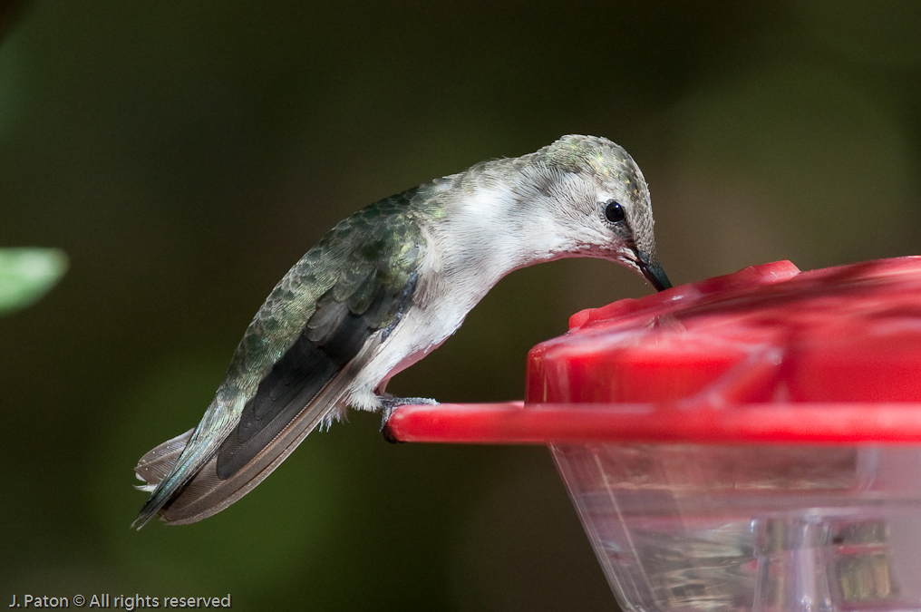 Unknown Hummingbird   Arizona-Sonora Desert Museum, Tucson, Arizona