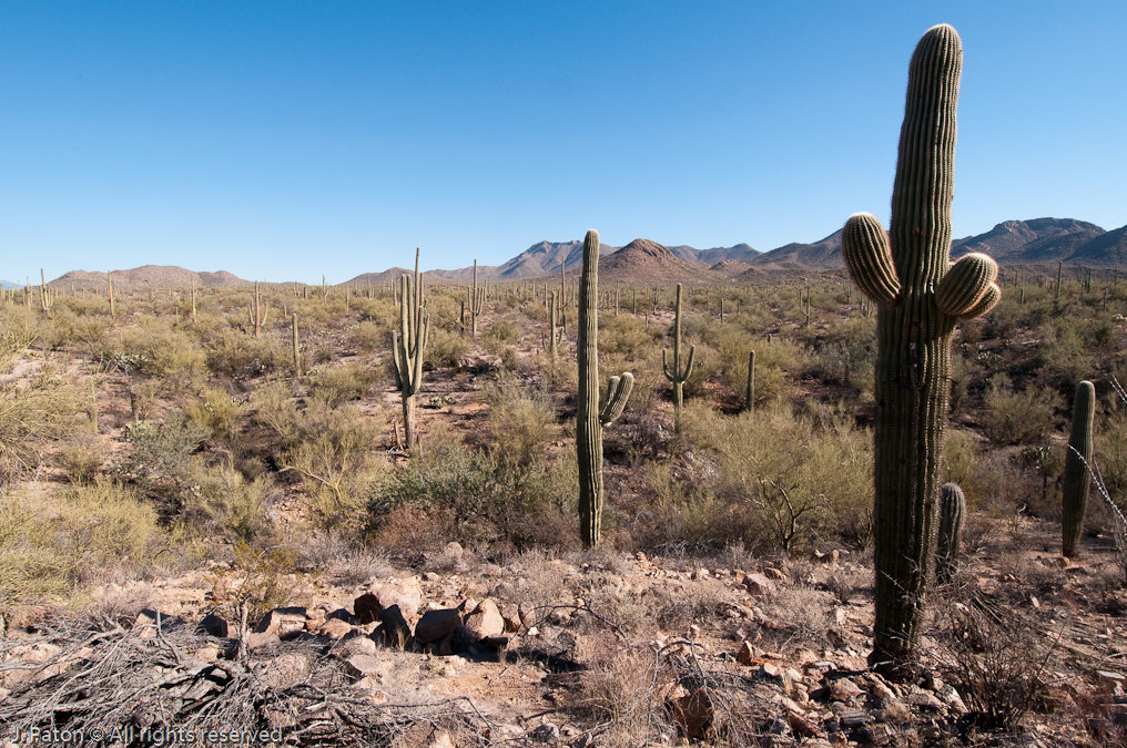 Saguaro Cactus   Saguaro National Park, Arizona