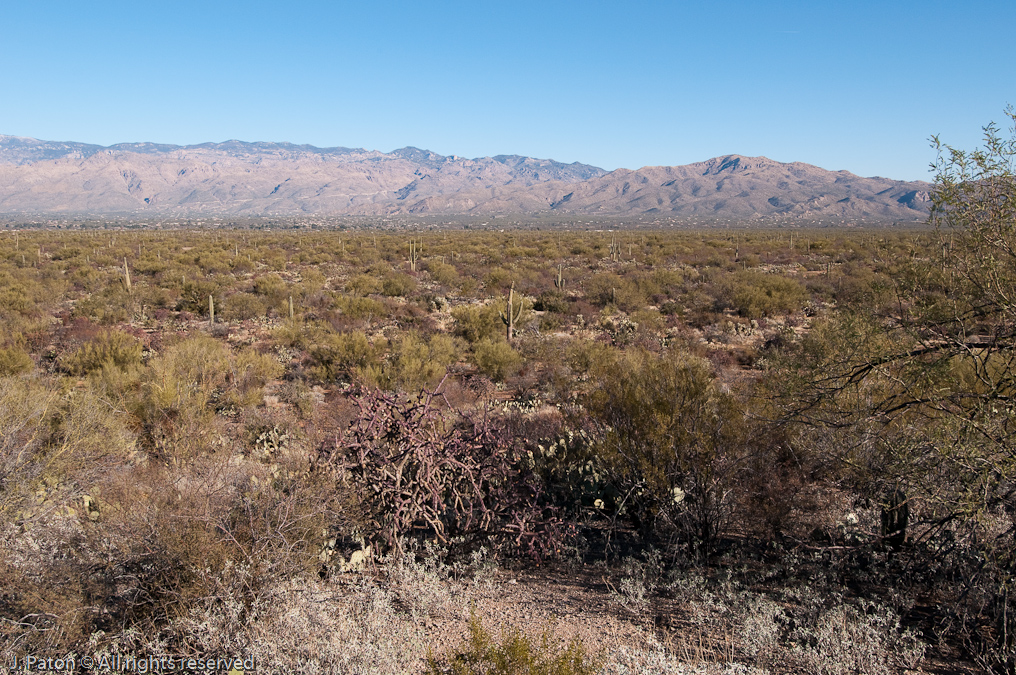Saguaro View   Saguaro National Park, Arizona