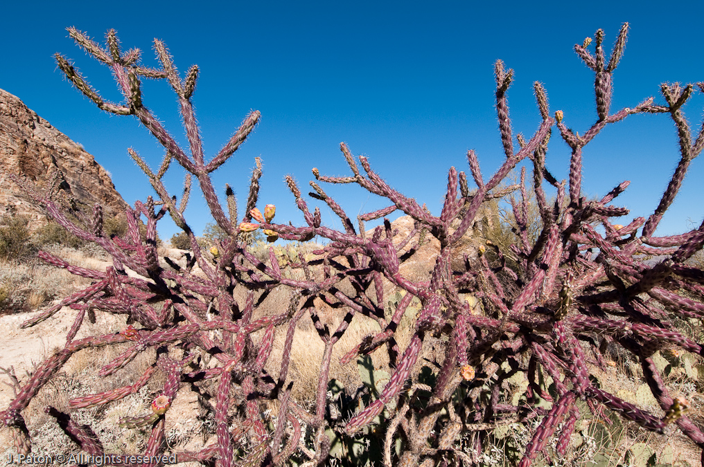 Staghorn Cholla Cactus   Saguaro National Park, Arizona