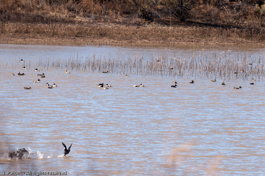 Aguirre Lake   Buenos Aires, National Wildlife Refuge, Arizona/Mexico Border