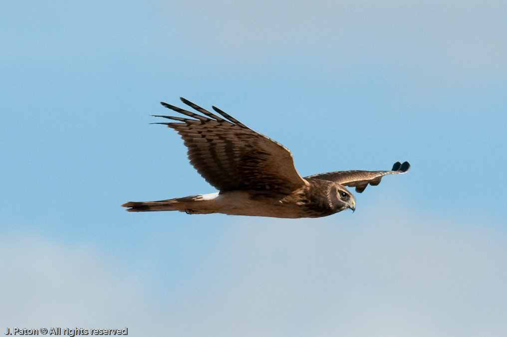 Hawk   Arivaca Cienega, Buenos Aires, National Wildlife Refuge, Arizona/Mexico Border