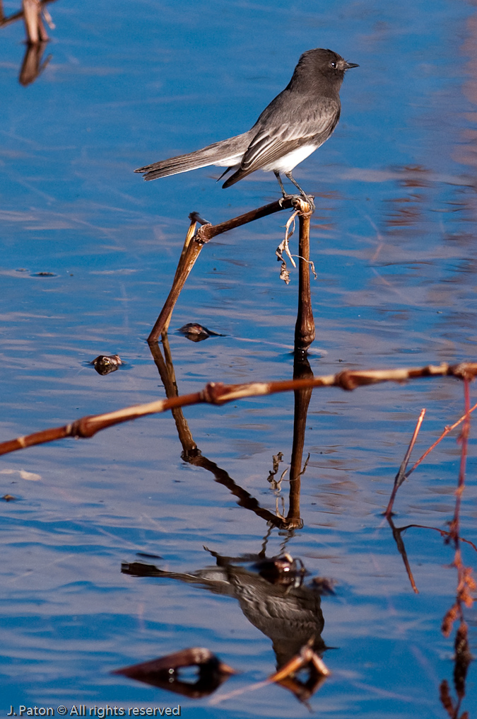 Unknown Bird   Arivaca Cienega, Buenos Aires, National Wildlife Refuge, Arizona/Mexico Border