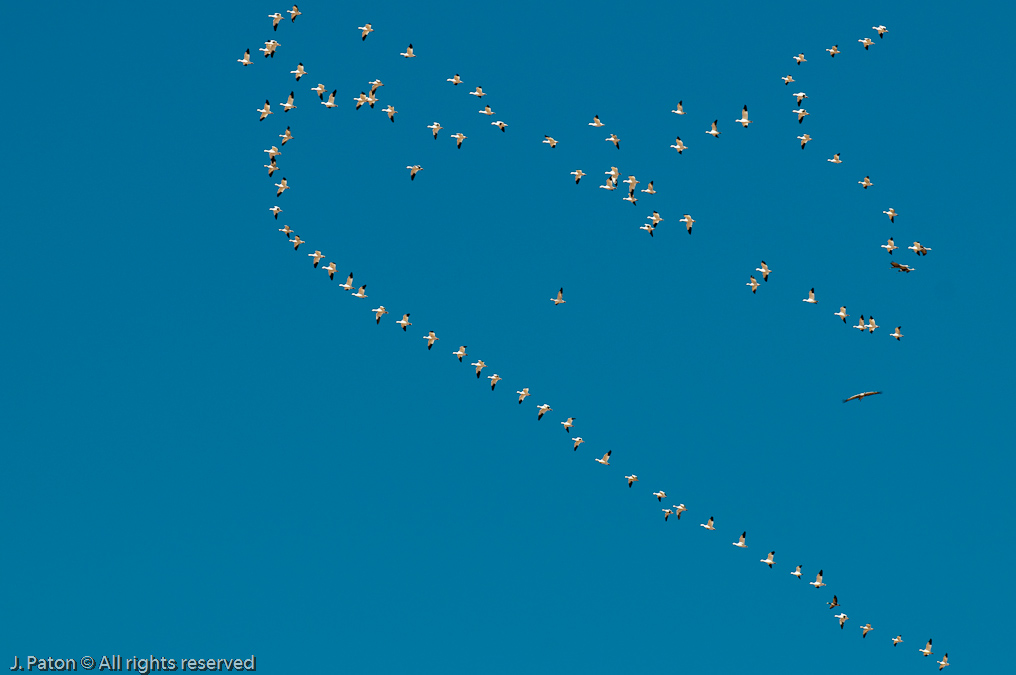 Flying in Formation   Whitewater Draw Wildlife Area, Arizona