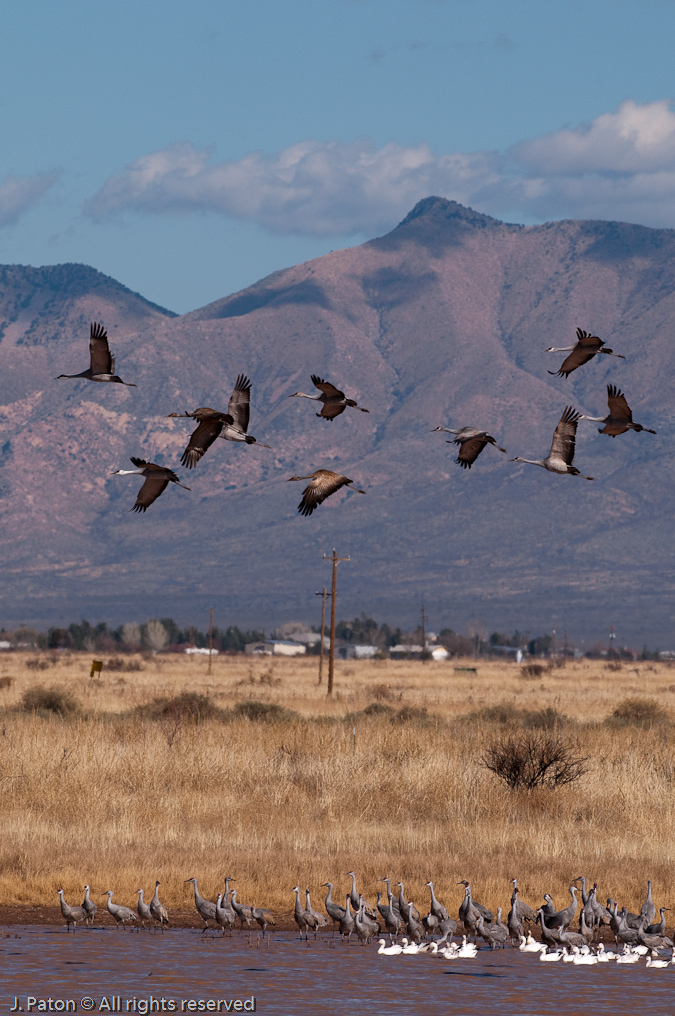 Sandhill Cranes in Flight   Whitewater Draw Wildlife Area, Arizona