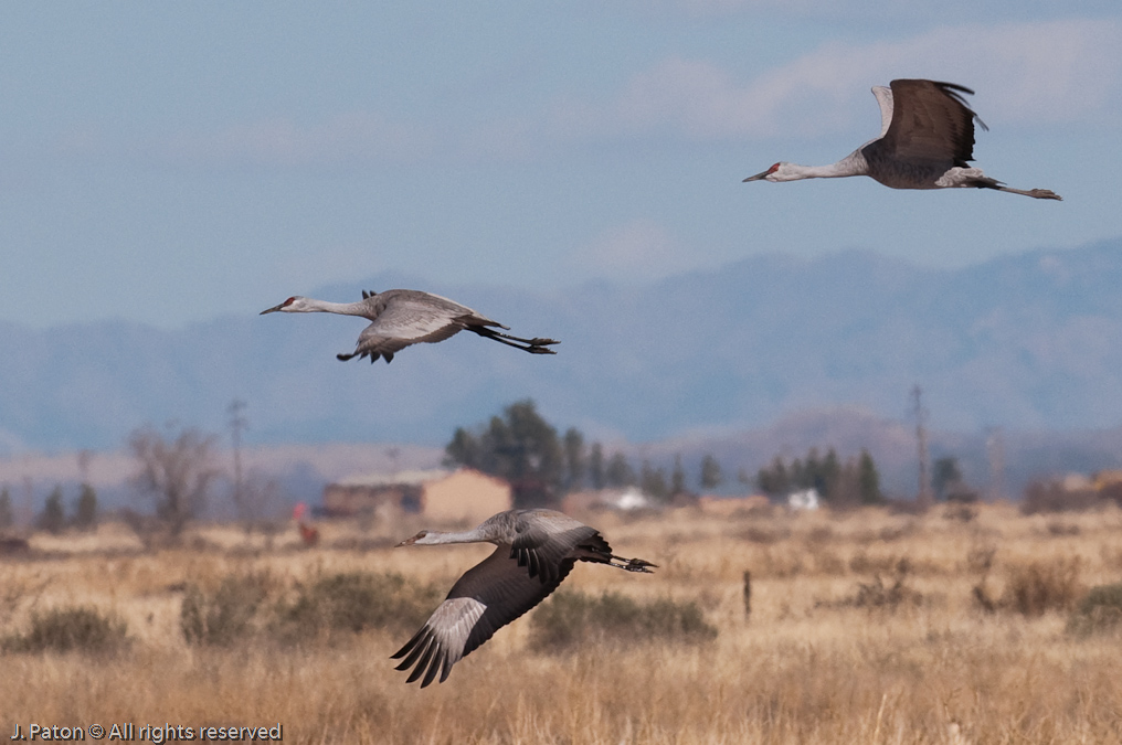 Closeup in Flight   Whitewater Draw Wildlife Area, Arizona