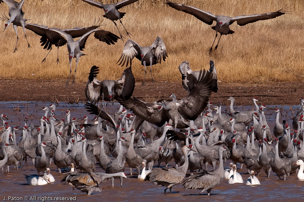 Collisions Likely   Whitewater Draw Wildlife Area, Arizona