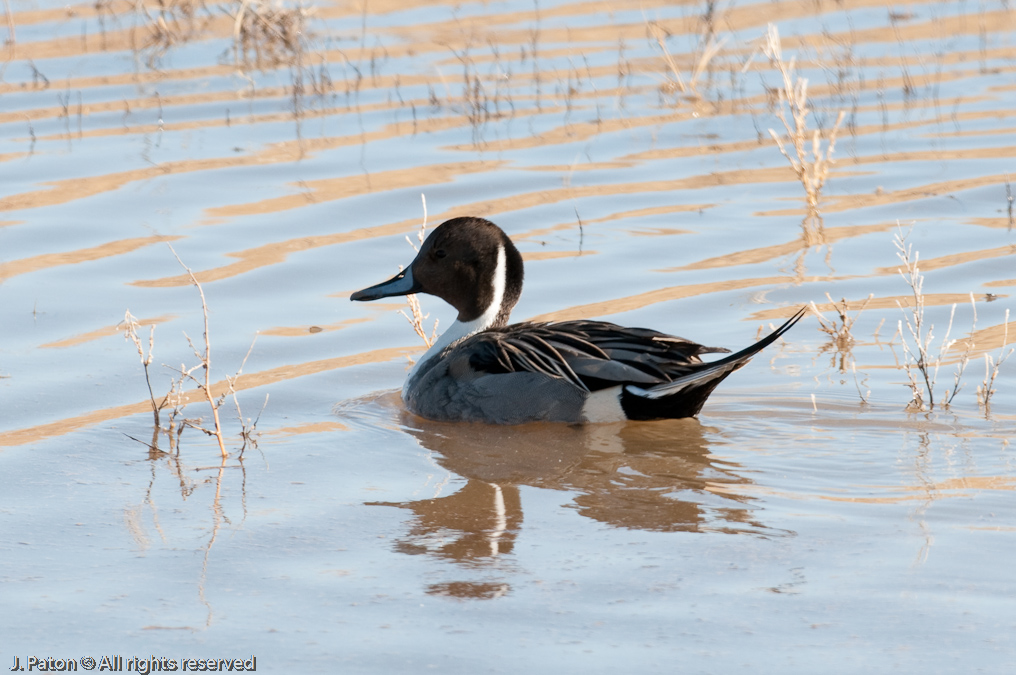 Northern Pintail   Bosque del Apache National Wildlife Refuge, New Mexico