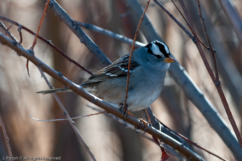 White-crowned Sparrow   Bosque del Apache National Wildlife Refuge, New Mexico