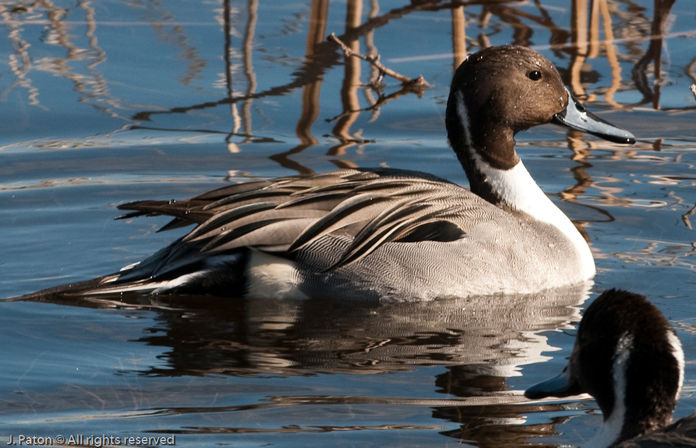 Northern Pintail   Bosque del Apache National Wildlife Refuge, New Mexico