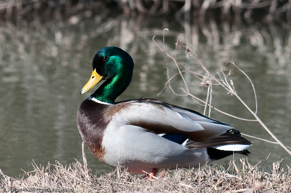 Mallard   Bosque del Apache National Wildlife Refuge, New Mexico