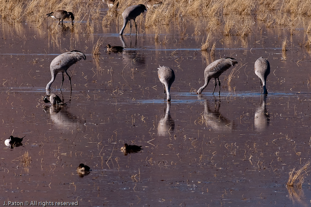 Sandhill Cranes Feeding   Bosque del Apache National Wildlife Refuge, New Mexico