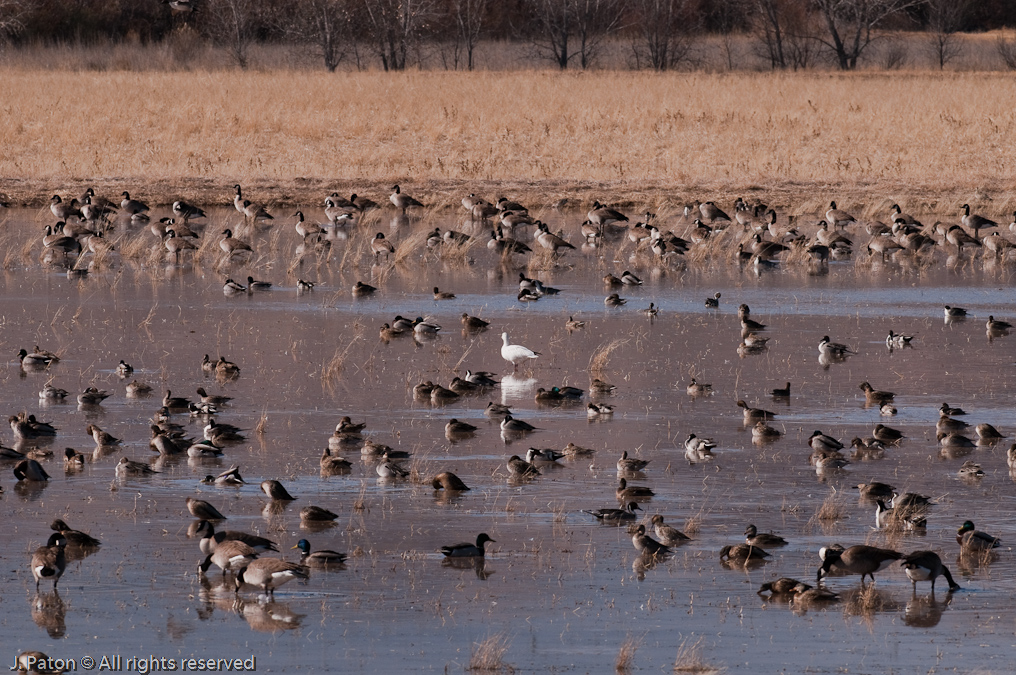 Standing Out in a Crowd   Bosque del Apache National Wildlife Refuge, New Mexico